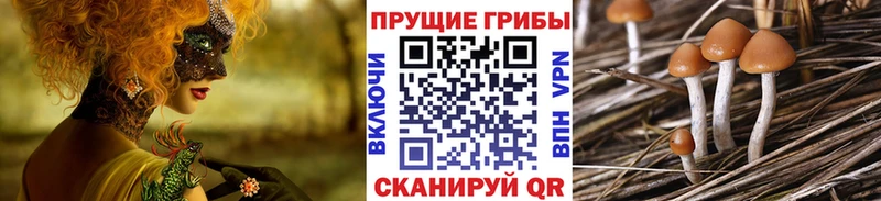 как найти закладки  Лодейное Поле  даркнет наркотические препараты  Псилоцибиновые грибы Magic Shrooms 